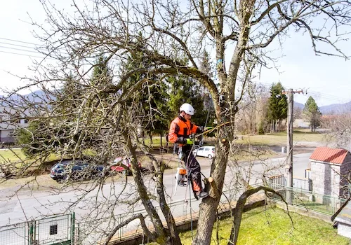 Tree Lopping and Pruning