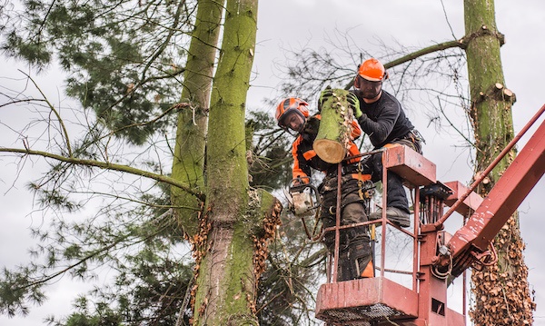 tree lopper service in {location}